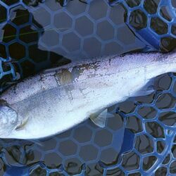 ラインブレイク頻発　～岡崎トラウトポンド～…